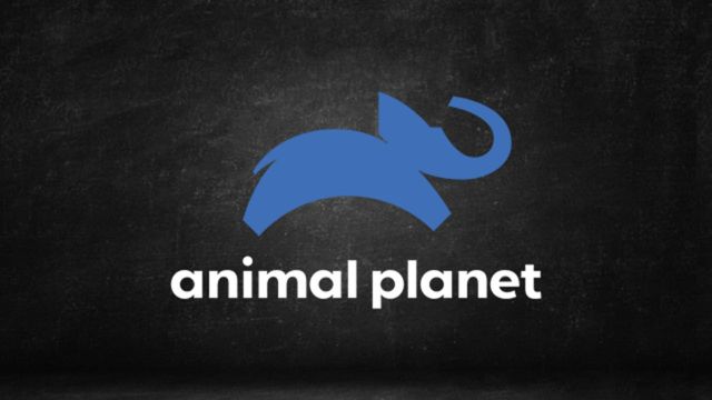 Assistir Animal Planet ao vivo em HD Online